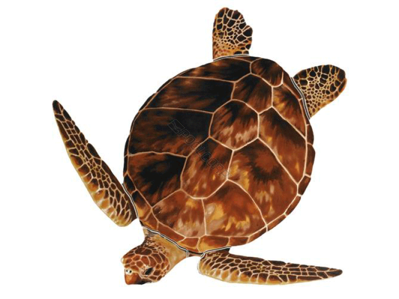 logger turtle 18x20