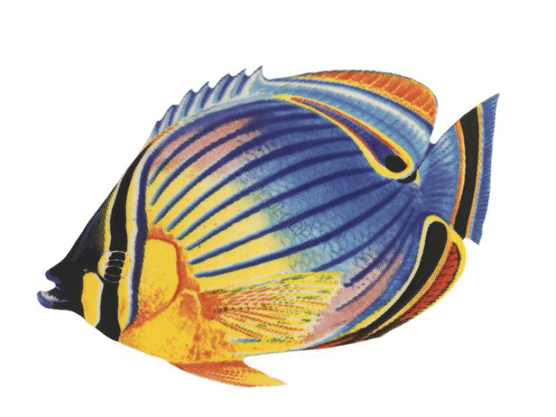 redfin butterflyfish 9x6