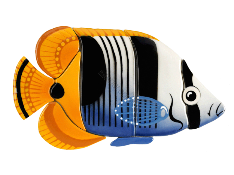 saddled butterflyfish 10x6