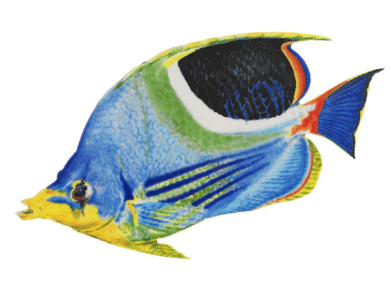 saddle butterfly fish 5x3